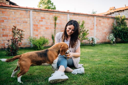 Lares 17 amigable con las mascotas